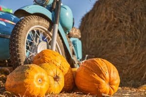 ripe pumpkins in front of old blue motorcycle 2023 12 14 19 48 20 utc